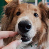 Dog enjoying carob cookies for dogs made with strawberry flavor.